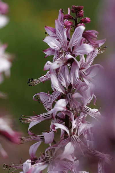 Diptam Dicamnus Albus Aschwurz Brandende Struik — Stockfoto