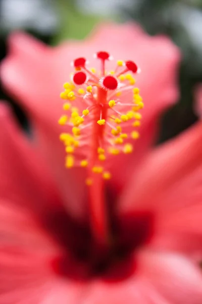 Malebné Krásné Barevné Ibišku Květ — Stock fotografie