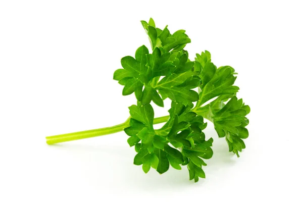 Parsley Close Plant White Background — Stock Photo, Image