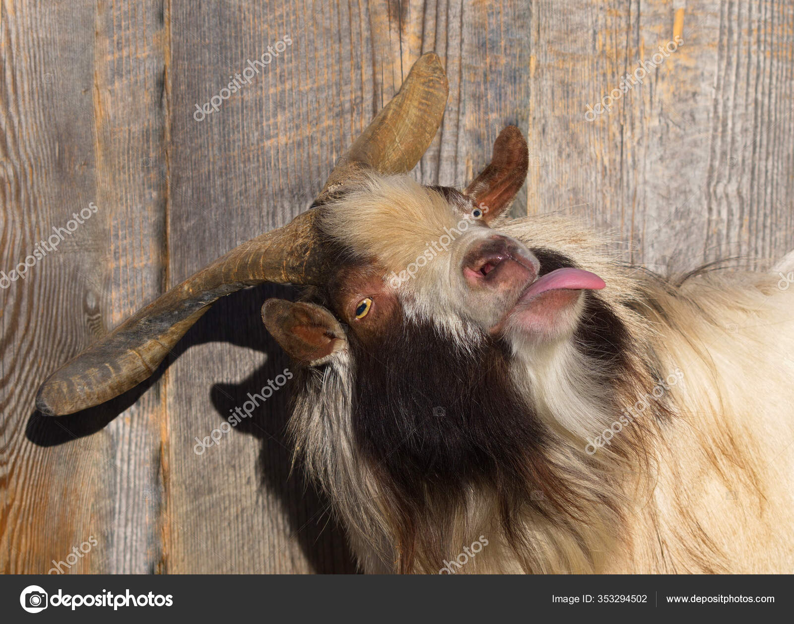 Baby Goat Tongue