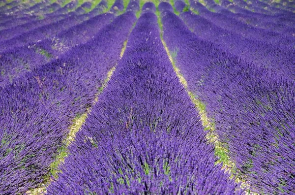 Campo Lavanda Campo Lavanda — Fotografia de Stock