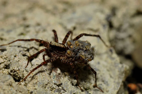 Λυκάνθρωπος Αράχνη Νέες Αράχνες Στην Πλάτη Του — Φωτογραφία Αρχείου