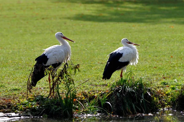 Stork Par Tar Sola — Stockfoto