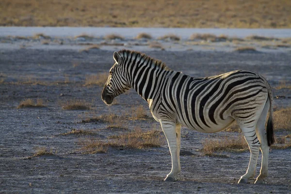 Animal Zebra Preto Branco — Fotografia de Stock