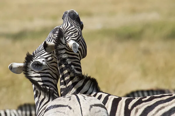 African Zebras Zebra Animals Black White Stripes — Stock Photo, Image