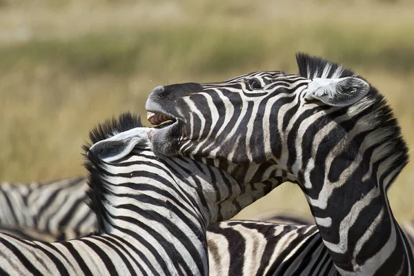 Zebras Africanas Zebra Animais Listras Pretas Brancas — Fotografia de Stock