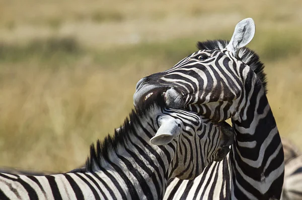 African Zebras Zebra Animals Black White Stripes — Stock Photo, Image