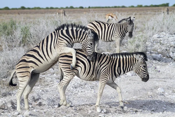 Afrikanische Zebras Zebratiere Schwarz Weiß Gestreift — Stockfoto
