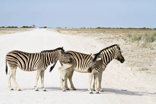 Afrikanska Zebror Zebra Djur Svart Och Vita Ränder — Stockfoto