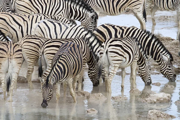 Afrikai Zebrák Zebraállatok Fekete Fehér Csíkok — Stock Fotó