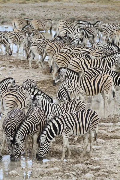 Afrikai Zebrák Zebraállatok Fekete Fehér Csíkok — Stock Fotó