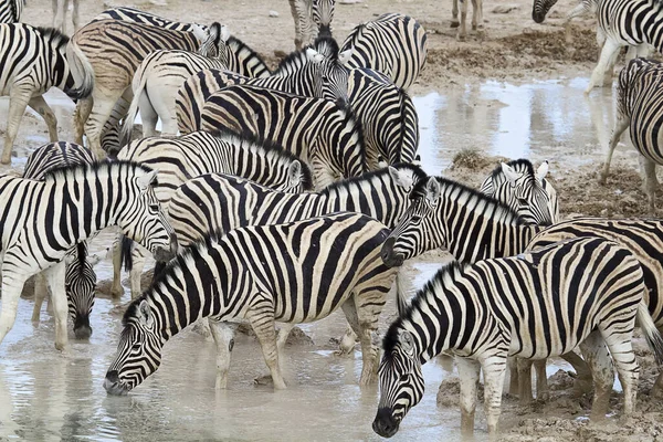 Afrikai Zebrák Zebraállatok Fekete Fehér Csíkok — Stock Fotó