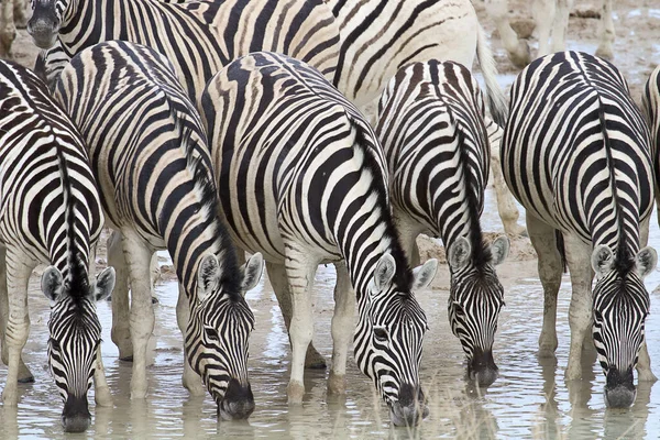 Afrikanska Zebror Zebra Djur Svart Och Vita Ränder — Stockfoto