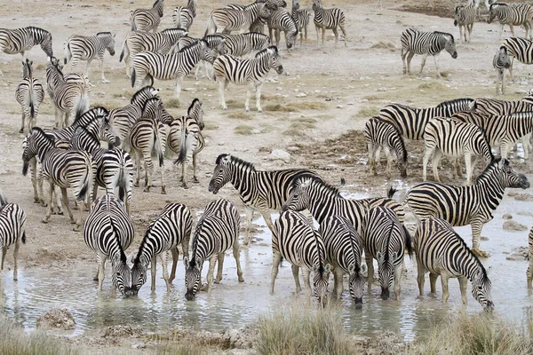 Afrikai Zebrák Zebraállatok Fekete Fehér Csíkok — Stock Fotó