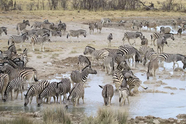 Afrikai Zebrák Zebraállatok Fekete Fehér Csíkok — Stock Fotó