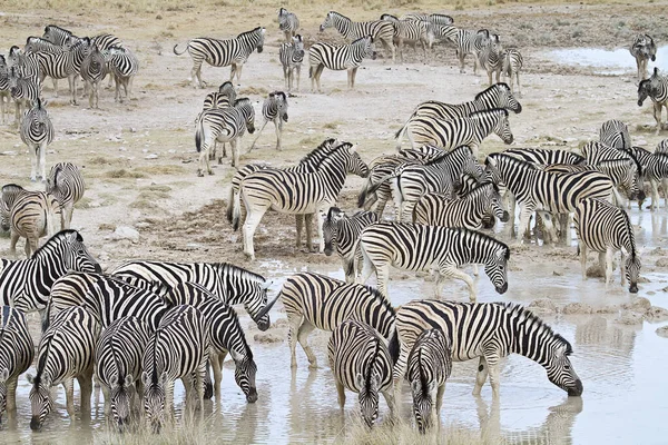 Afrikai Zebrák Zebraállatok Fekete Fehér Csíkok — Stock Fotó