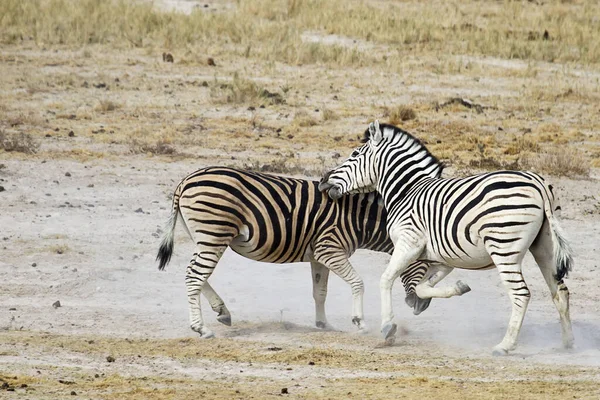 Afrikalı Zebralar Zebra Hayvanları Siyah Beyaz Çizgiler — Stok fotoğraf