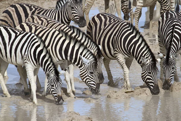 Afrikai Zebrák Zebraállatok Fekete Fehér Csíkok — Stock Fotó