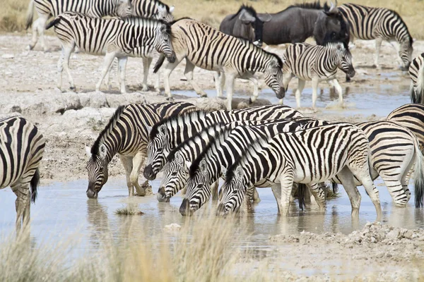 Afrikanska Zebror Zebra Djur Svart Och Vita Ränder — Stockfoto