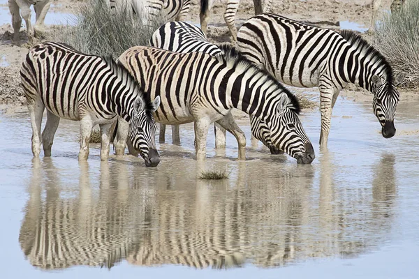 Zebre Africane Animali Zebra Strisce Bianche Nere — Foto Stock