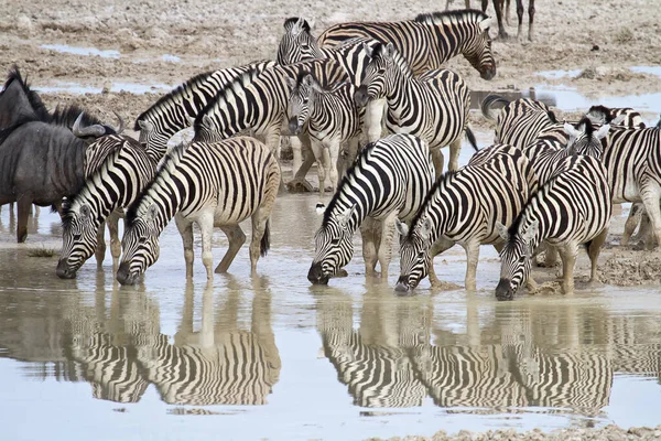 Afrikai Zebrák Zebraállatok Fekete Fehér Csíkok — Stock Fotó