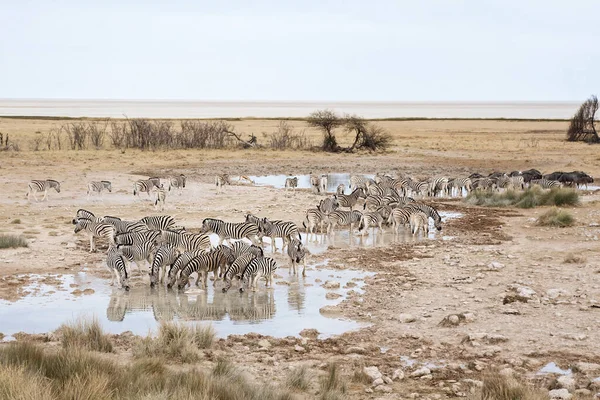 Zebre Africane Animali Zebra Strisce Bianche Nere — Foto Stock