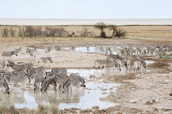 アフリカのゼブラ動物黒と白の縞模様 — ストック写真