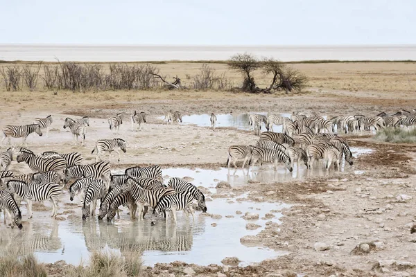 Afrikalı Zebralar Zebra Hayvanları Siyah Beyaz Çizgiler — Stok fotoğraf