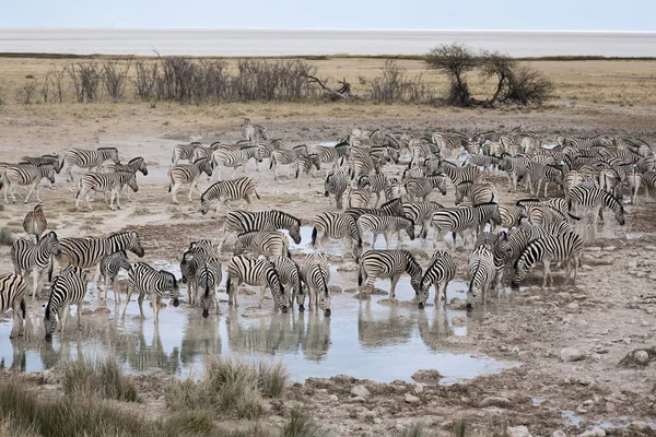 Cebras Africanas Animales Cebra Rayas Blancas Negras —  Fotos de Stock