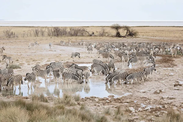 Cebras Africanas Animales Cebra Rayas Blancas Negras —  Fotos de Stock