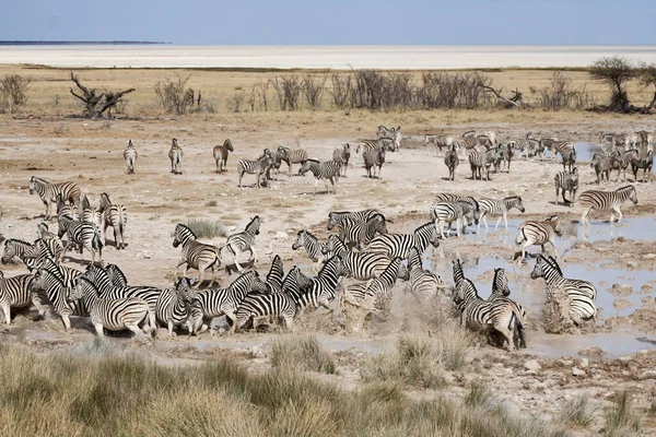 Cebras Africanas Animales Cebra Rayas Blancas Negras —  Fotos de Stock