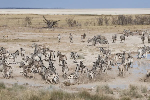 Afrikai Zebrák Zebraállatok Fekete Fehér Csíkok — Stock Fotó