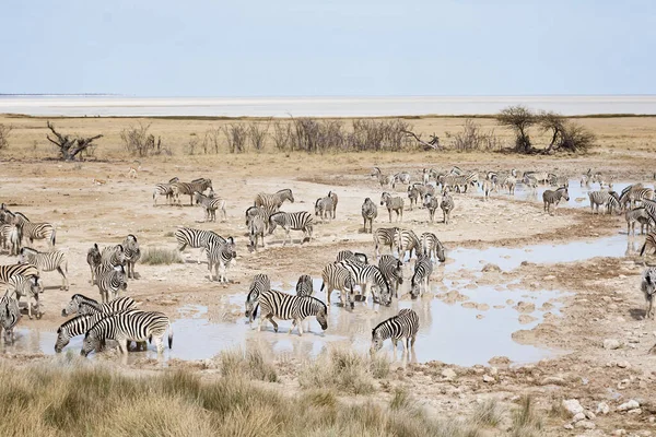 Zebre Africane Animali Zebra Strisce Bianche Nere — Foto Stock