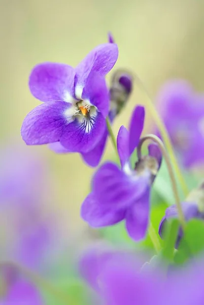 Hermoso Plano Botánico Fondo Pantalla Natural — Foto de Stock