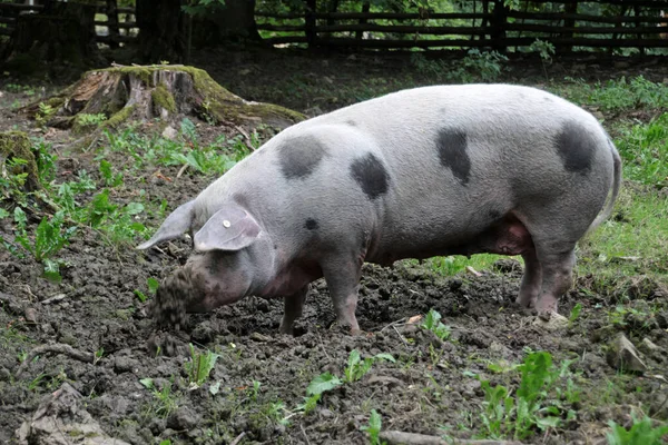 Cerdo Suelo — Foto de Stock