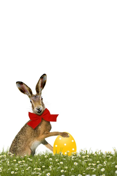 Sarı Paskalya Yumurtasıyla Gülümseyen Paskalya Tavşanı — Stok fotoğraf