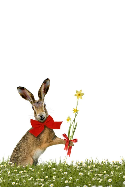 Улыбающийся Пасхальный Кролик Пасхальными Колоколами Зеленом Цветочном Лугу Белым Фоном — стоковое фото