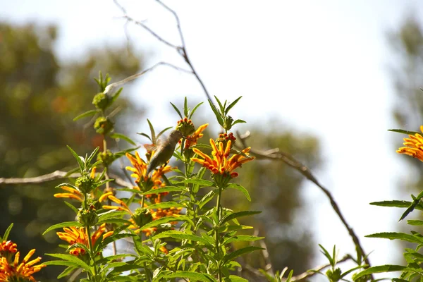 Vacker Utsikt Över Vackra Kolibri — Stockfoto