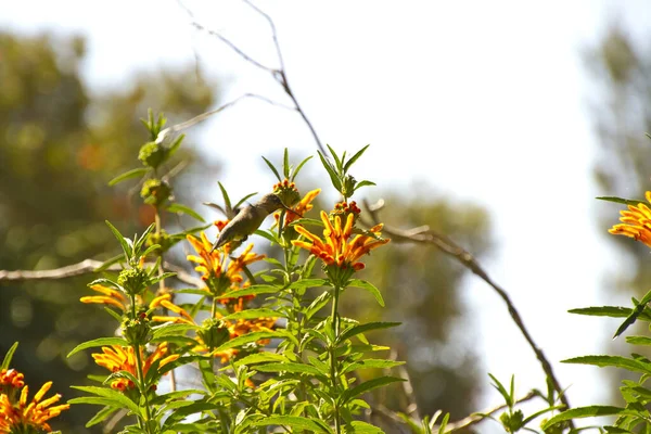 Vacker Utsikt Över Vackra Kolibri — Stockfoto