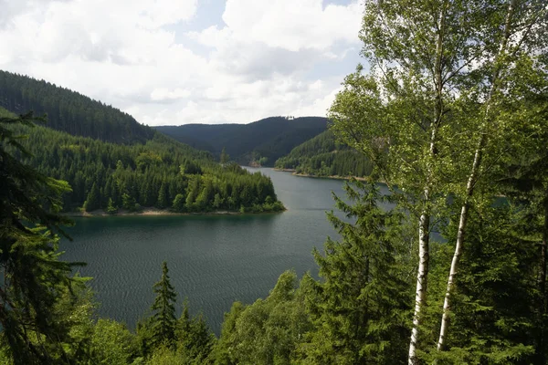 Schöne Waldlandschaft Hintergrund — Stockfoto