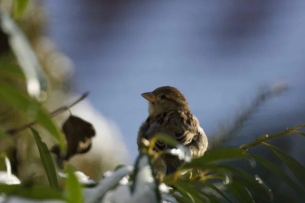 Haussperling Passer Domesticus Sperling Sperling — Stockfoto