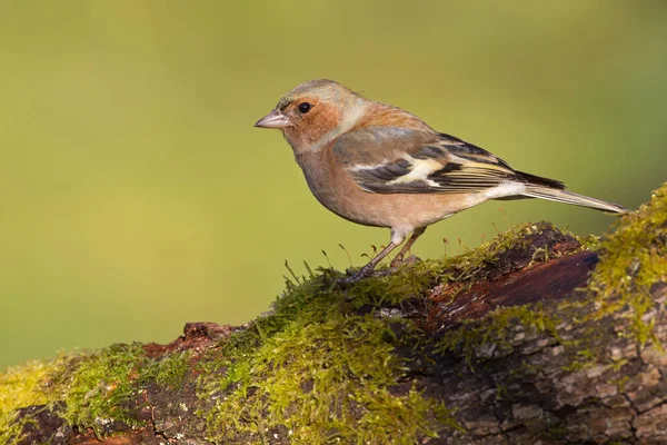 Vacker Utsikt Över Vackra Söta Fink Fågel — Stockfoto