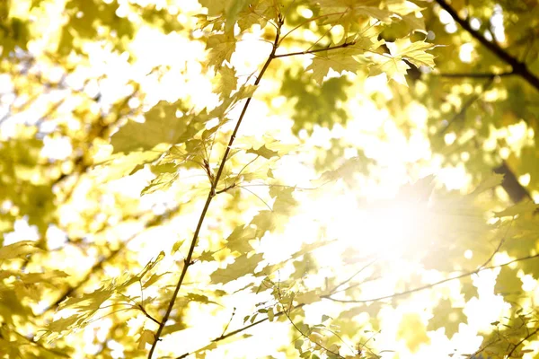 Φωτεινό Φύλλωμα Φθινόπωρο Backlight — Φωτογραφία Αρχείου