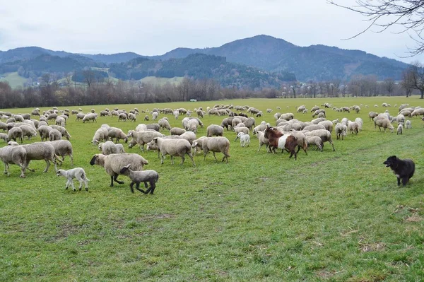 Sheep Field — Stock Photo, Image