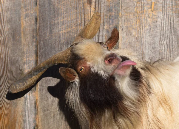 Une Chèvre Dans Ferme — Photo