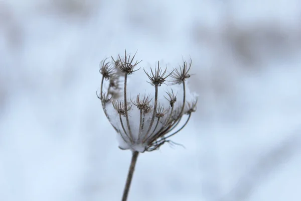 Tarladaki Kuru Otlar — Stok fotoğraf