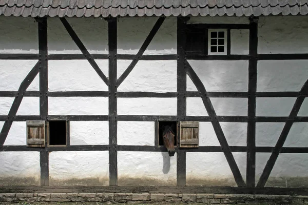 Cheval Jette Coup Oeil Par Une Fenêtre Dans Une Maison — Photo