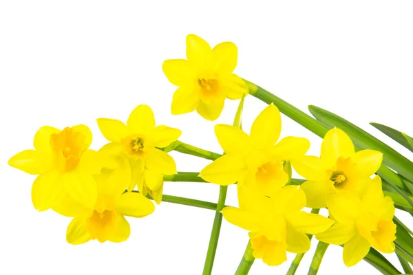 Jonquilles Fleurs Cloches Pâques Printemps — Photo