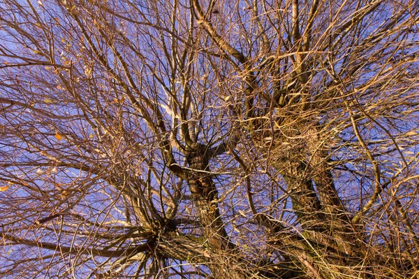 公園内の木の枝は — ストック写真