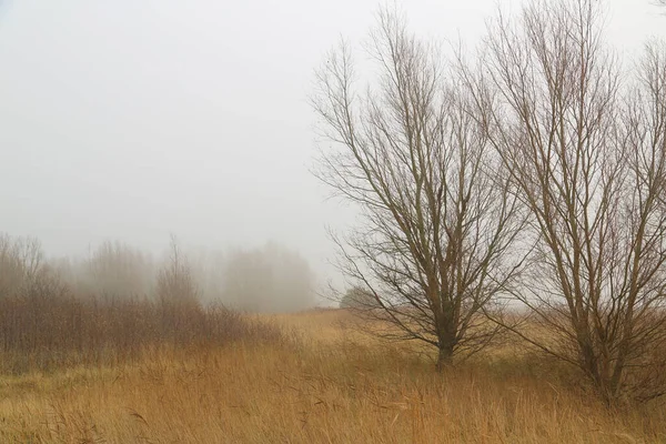 Dimma Skogen — Stockfoto